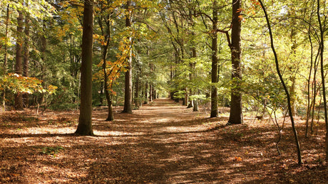 Leenderbos Ultra 2024 - Trail.nl