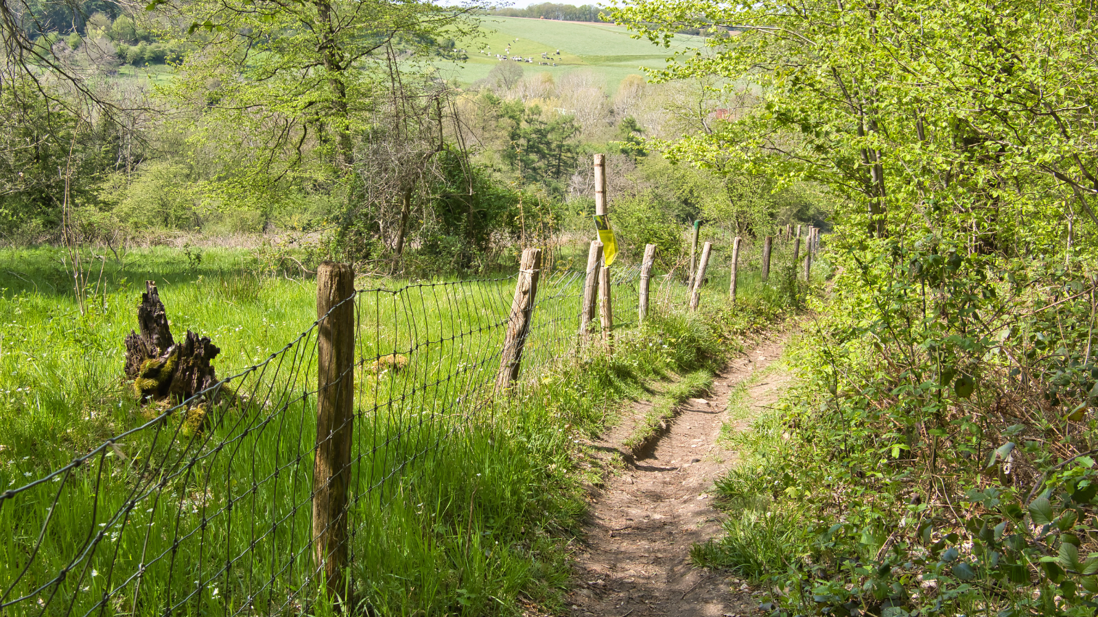 Limburg Wine Trail & Run 2024