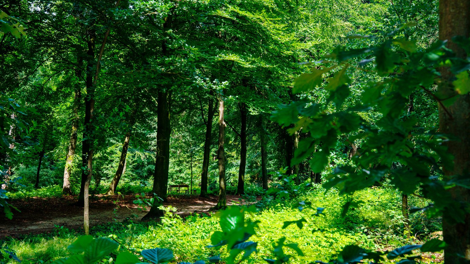 Night Trail Leersum 2024 - Trail.nl