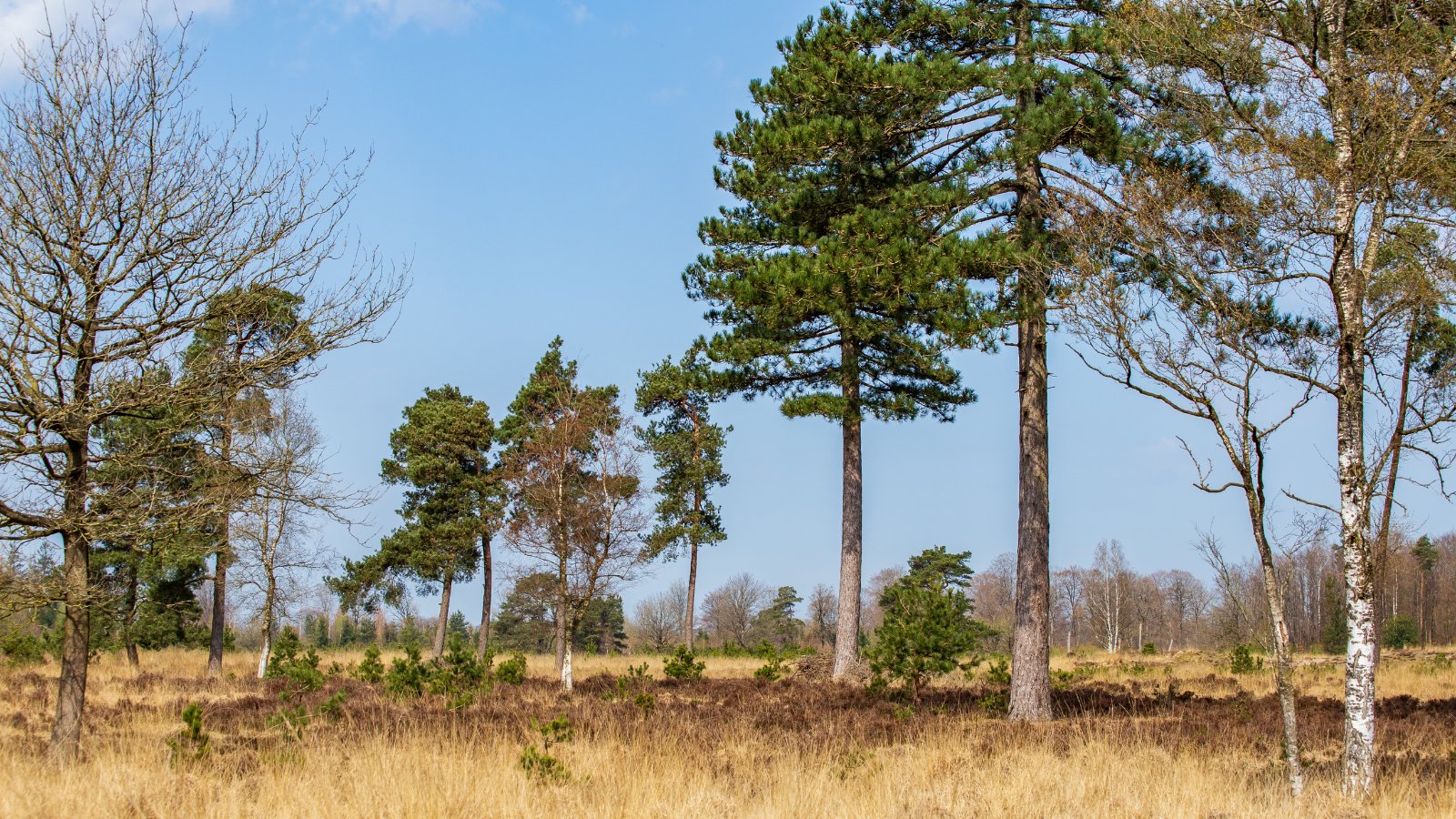 OVM Gaanzeloop 2024 - Trail.nl