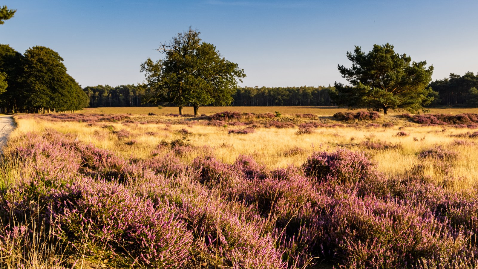 Pegasus Ultra Trail 2024 - Trail.nl