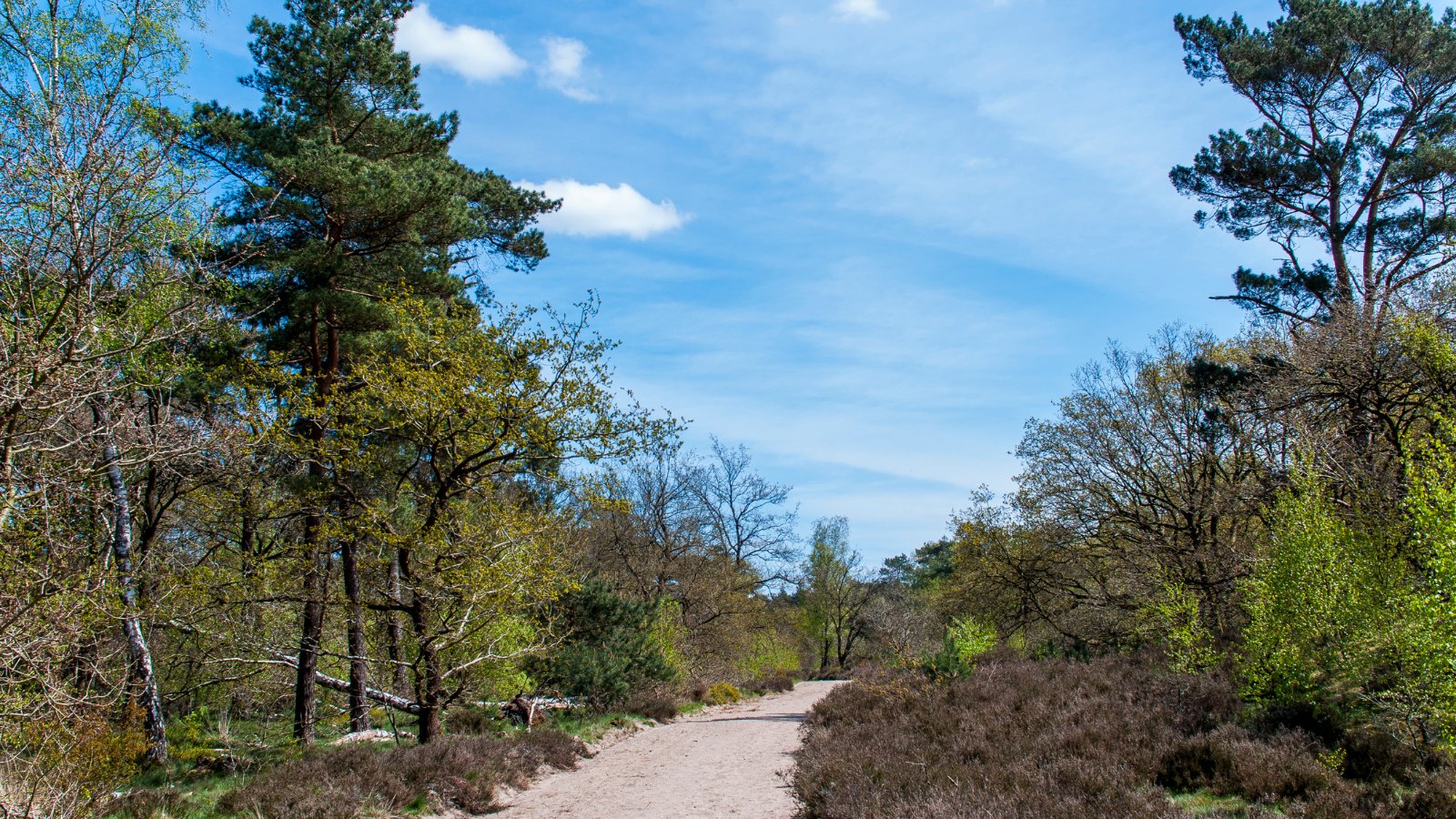 Ropatrail Den Dolder 2023 - Trail.nl