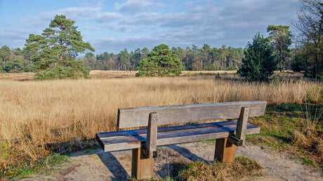 RunForestRun Dwingelderveld 2024 - Trail.nl