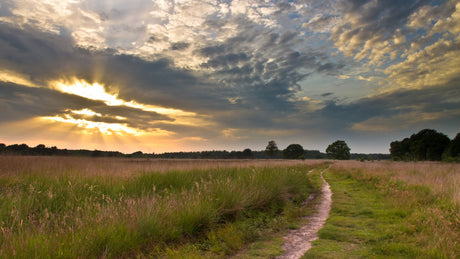 RunForestRun Hart Van Drenthe 2024 - Trail.nl