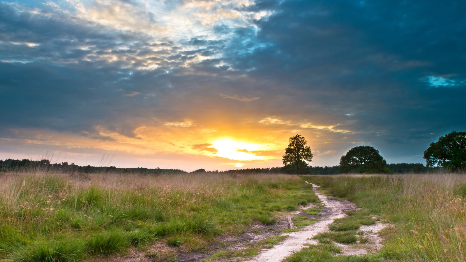 RunForestRun VAM 2024 - Trail.nl