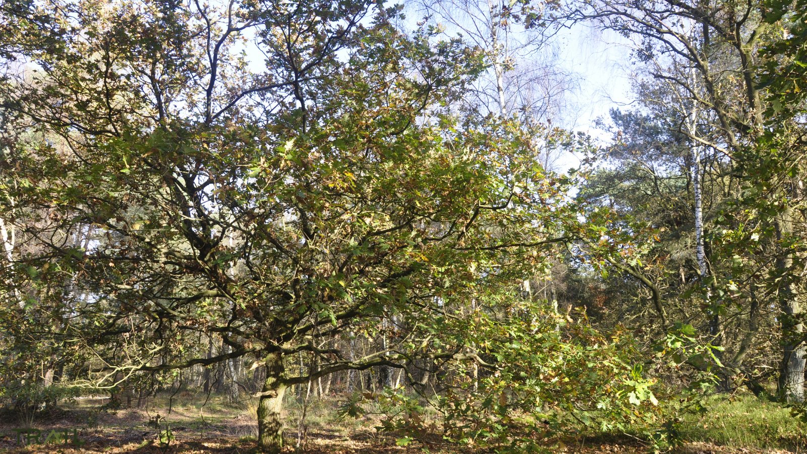 StartbaanRun Trail - Trail.nl