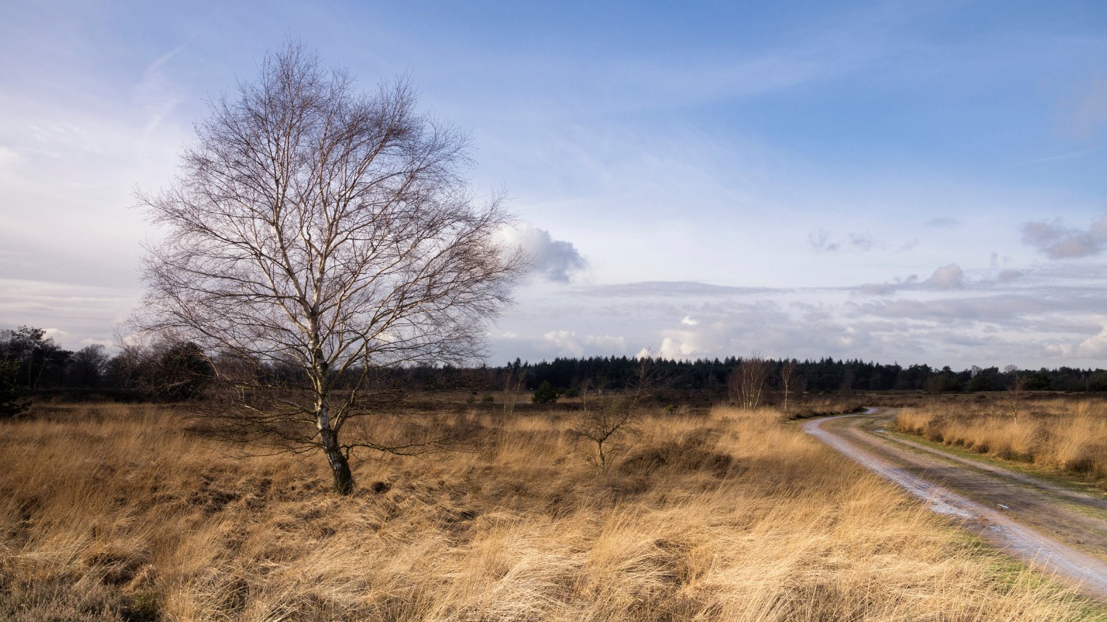 Strabrechtse Heide Trail 2024 - Trail.nl