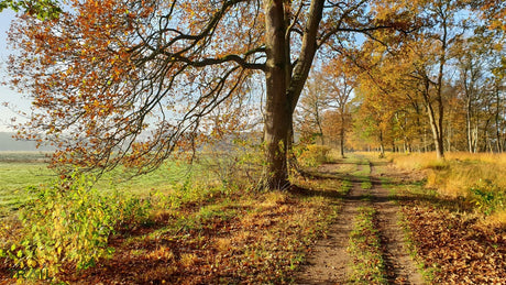 Trailrun Diever - Informatie en inschrijven - Trail.nl