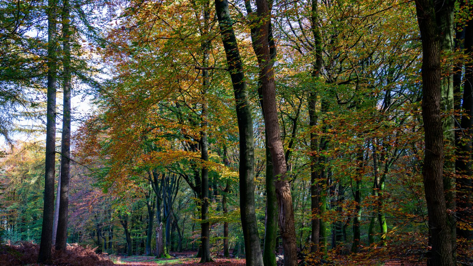 Veluwse Trailrun 2024 - Trail.nl