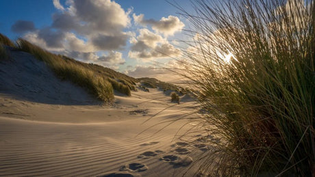 Voorne's Duin Trail & Walk - Informatie en inschrijven - Trail.nl