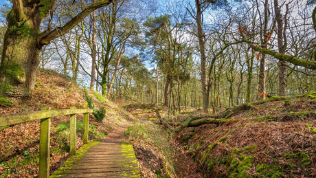 WOEST Trailrun - Informatie en inschrijven - Trail.nl