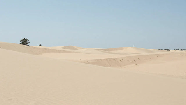 Kootwijkerzand Trail & Walk